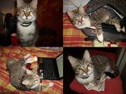 Котик в добрые руки