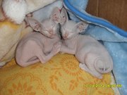 Донские сфинксы-продажа