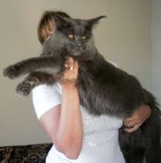 Котята мейн кун