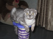 Великолепный котенок