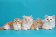 Шотландские котята скоттиш фолд и страйт