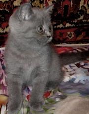 Голубая британочка из питомника «Home Bastet».
