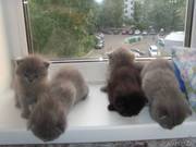 Продам шотландских котят