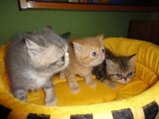 Экзотические короткошерстые котята