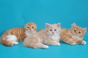 Шотландские котята хайленды красные