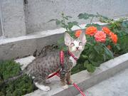 Очаровательная кошечка Девон Рекс