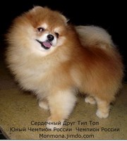 Щенки    Немецкого   Шпица!