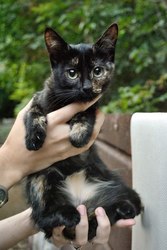 Отдам в добрые руки котенка!!!!!