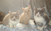 Cattery Brilliant Field*BY