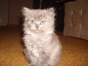 Малыши котятки - скоттиш страйт!