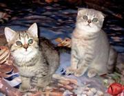 Клубная девочка скоттиш-фолд 2 мес,  окрас голубое пятно тебби
