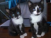 Отдам котят