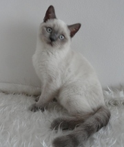 Шотландский котик в редком окрасе