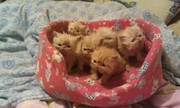 Персидские котята        .
