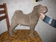 щенок шарпея