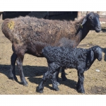 продам курдючных овец