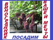 Виноградник вашей мечты у вас во дворе частного дома, на дачном участке