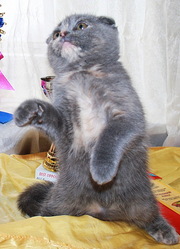 шотландская вислоухая кошечка