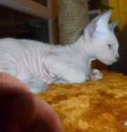 Котенок Донского Сфинкса