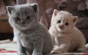 Чистопородные британские котята