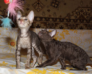 Кудрявые котята корниш рекс  