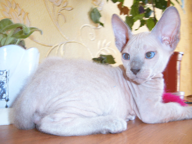 Котята Донского Сфинкса