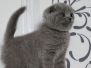 Шотландские  вислоухие котята