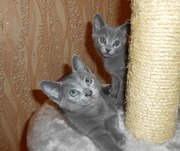 Котята породы русская голубая