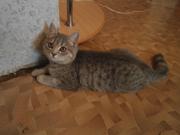 Продаются очаровательные котята
