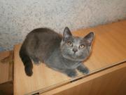 Продается котенок полубританец