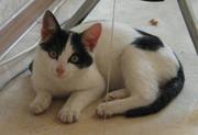 Котенок в хорошие руки - Саратов