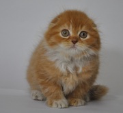 Котик,  хайленд-фолд из питомника