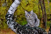 КУРИЛЬСКОГО БОБТЕЙЛА КОТЯТ ИЗ ПИТОМНИКА! ДОСТАВКА В РЕГИОНЫ.