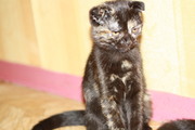 Кошка Соня 3 мес,  Породистая шотландка,  Краснодар,  ст 2 000 руб