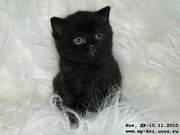 Британские короткошерстные  котята