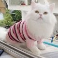 Стрижка персидских,  сибирских и др. котов и кошечек. Стрижка,  тримминг