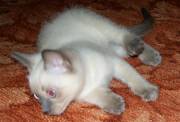   Продаётся   Тайская кошечка,  2, 5 месяца
