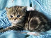 Продаются британские котята короткошёрстные