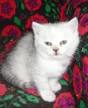Продам экзотического-короткошерстного котёнка