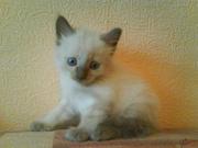 Невские маскарадные котята