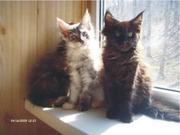 Продаю котят породы мэйн-кун