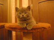 Британские котята. 