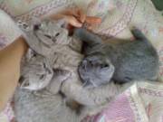 Котёнок - отличный подарок на день всех влюблённых!!!!!!!! 