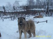 Продаётся щенок кавказской овчарки 