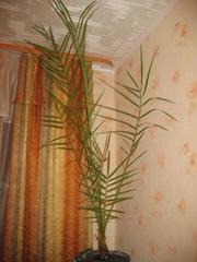 Продам финиковую пальму. 