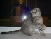 Котята скоттиш фолд от ЧЕМПИОНКИ МИРА! 