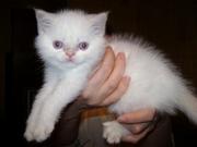 Продам котят Полуперсов.