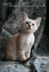 Продаются тайские котята