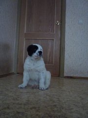 Щенки Алабая недорого
