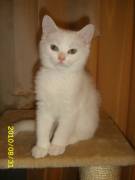 Британский котик 2, 5 месяца